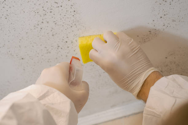 Best Mold Remediation for Healthcare Facilities  in Springfield, MO