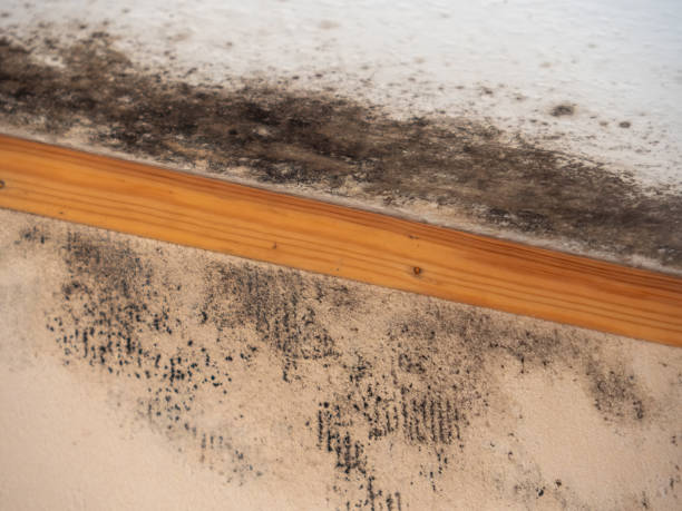 Best Mold Damage Restoration  in Springfield, MO